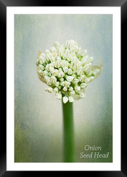 Onion Seed Head Framed Mounted Print by Fine art by Rina