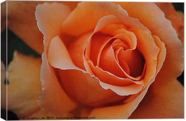 Beautiful Rose Canvas Print by Christine Lake