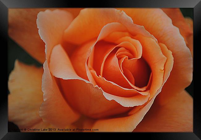 Beautiful Rose Framed Print by Christine Lake