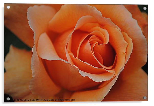 Beautiful Rose Acrylic by Christine Lake