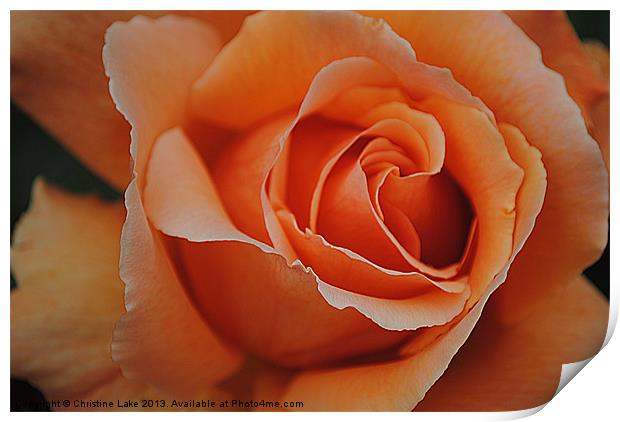 Beautiful Rose Print by Christine Lake
