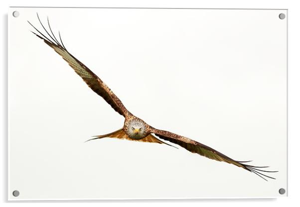 Red Kite Acrylic by Grant Glendinning