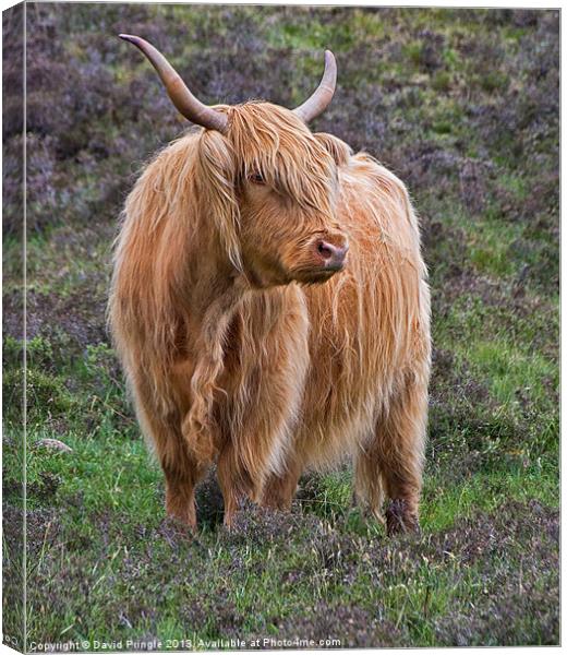 Highland Cow Canvas Print by David Pringle