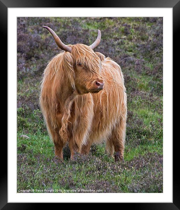 Highland Cow Framed Mounted Print by David Pringle