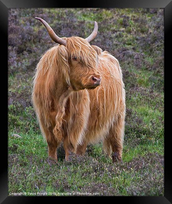 Highland Cow Framed Print by David Pringle