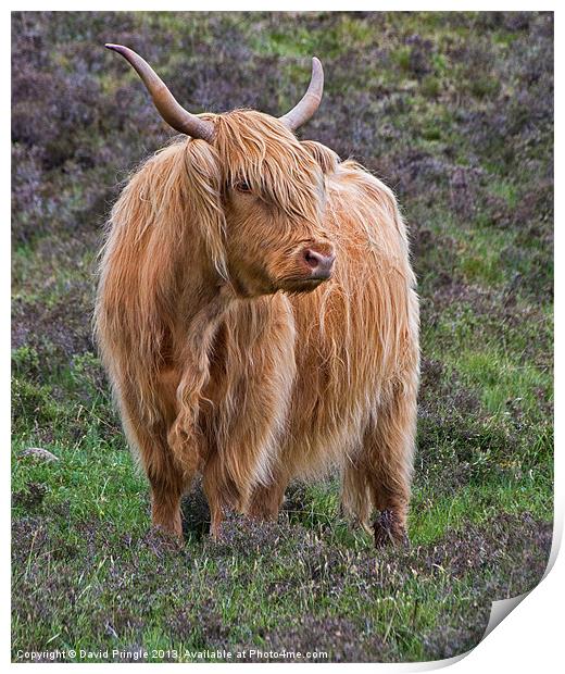 Highland Cow Print by David Pringle