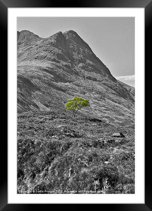 Lone Tree Framed Mounted Print by David Pringle