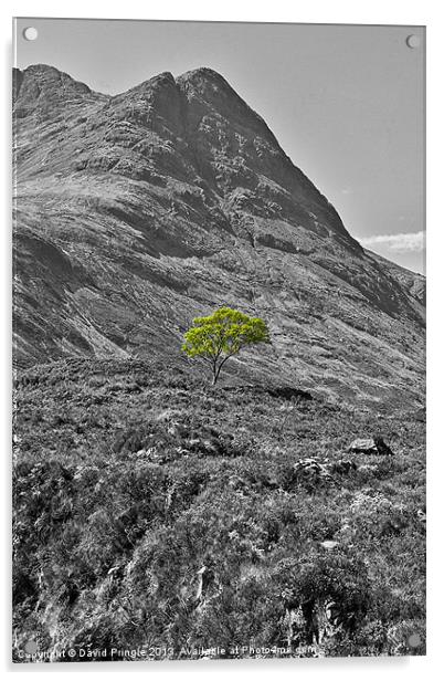 Lone Tree Acrylic by David Pringle