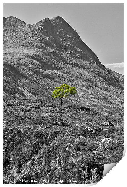 Lone Tree Print by David Pringle