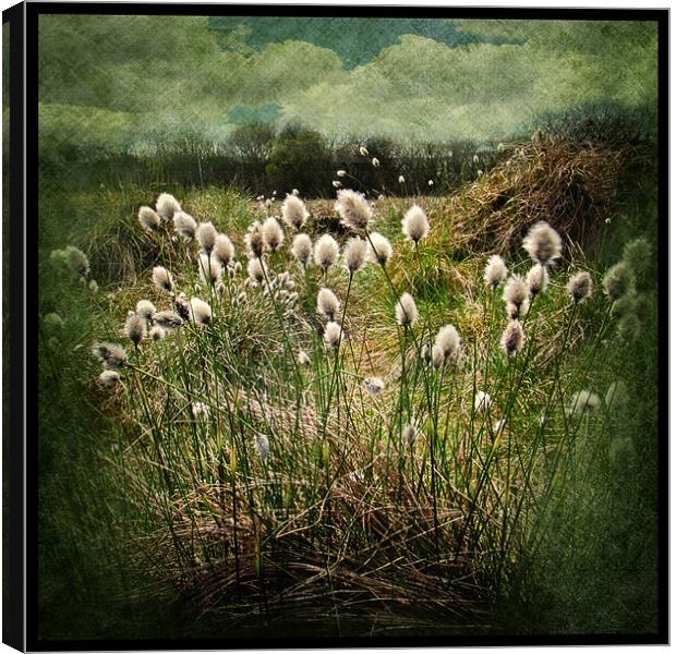 Cotton Grass Canvas Print by Debra Kelday