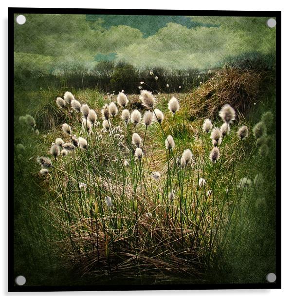 Cotton Grass Acrylic by Debra Kelday