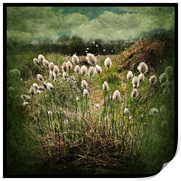Cotton Grass Print by Debra Kelday