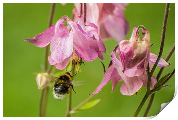 Bee on Target Print by Phil Tinkler