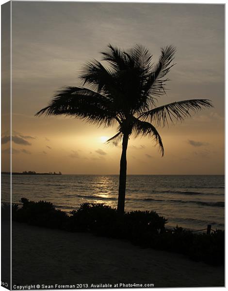 Coconut Palm at Sunrise Canvas Print by Sean Foreman