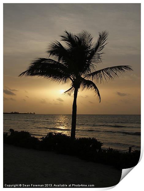 Coconut Palm at Sunrise Print by Sean Foreman