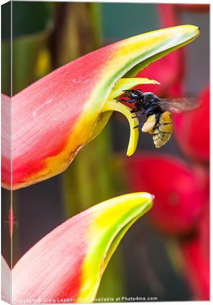 Tropical bee visits a Heliconia flower Canvas Print by Craig Lapsley