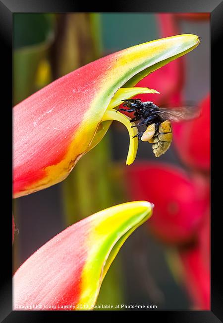 Tropical bee visits a Heliconia flower Framed Print by Craig Lapsley