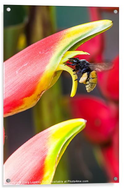 Tropical bee visits a Heliconia flower Acrylic by Craig Lapsley
