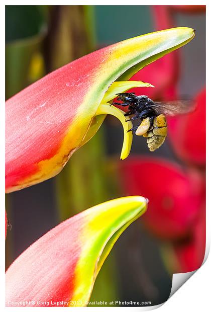 Tropical bee visits a Heliconia flower Print by Craig Lapsley