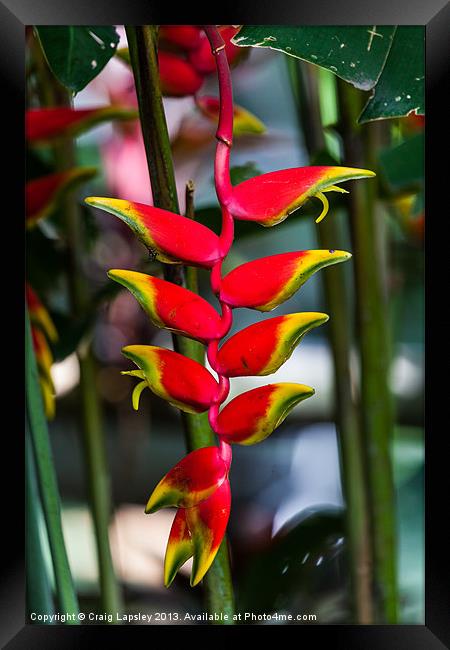lobster claw heliconia Framed Print by Craig Lapsley