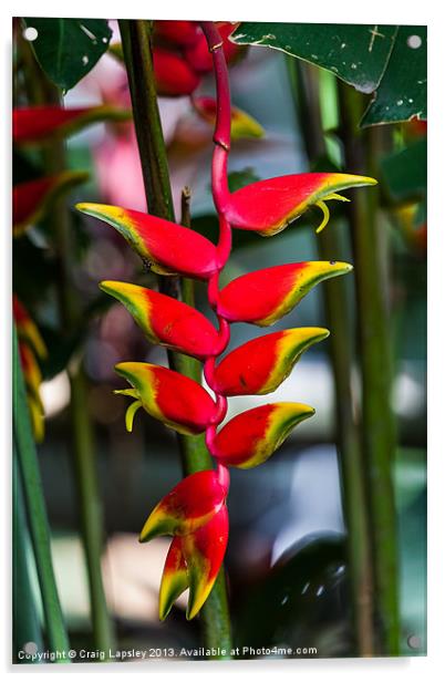 lobster claw heliconia Acrylic by Craig Lapsley