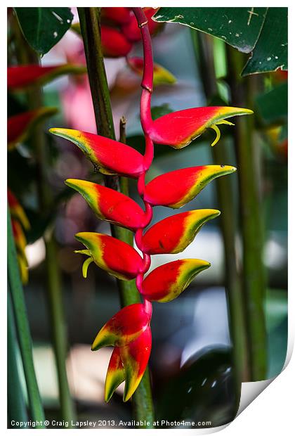 lobster claw heliconia Print by Craig Lapsley