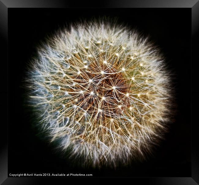 Dandelion Seed Head (2) Framed Print by Avril Harris