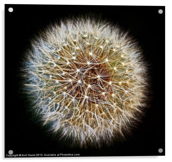 Dandelion Seed Head (2) Acrylic by Avril Harris