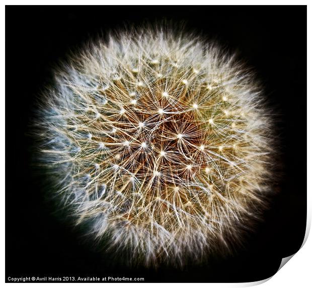 Dandelion Seed Head (2) Print by Avril Harris