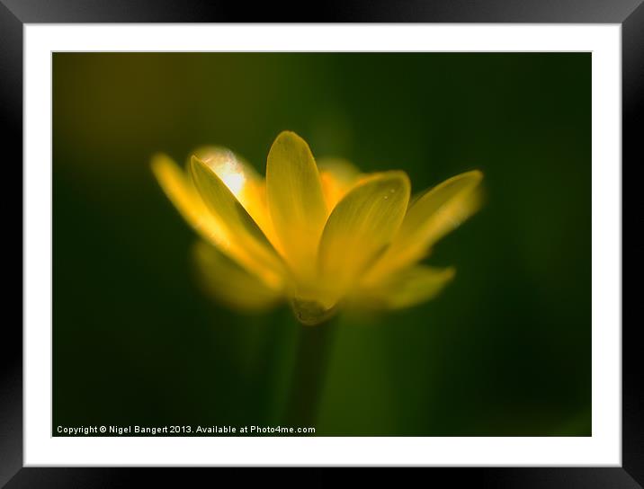 Buttercup Framed Mounted Print by Nigel Bangert