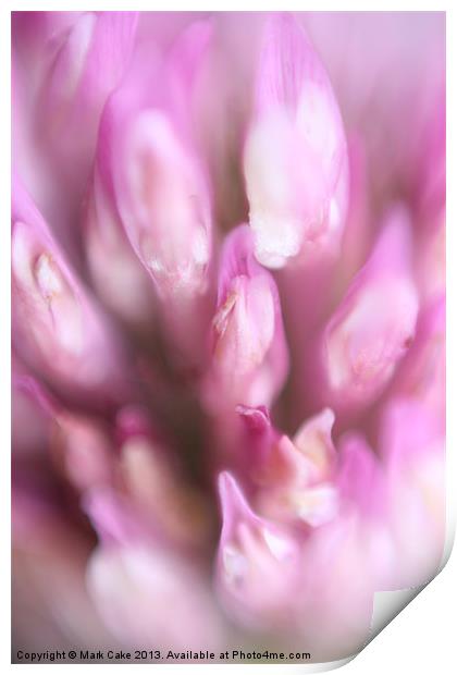 Red clover Print by Mark Cake