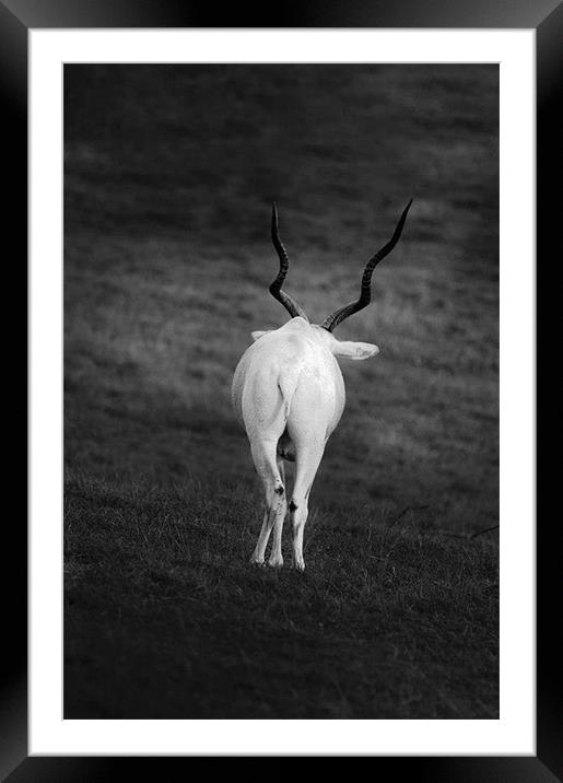white goat with wavy horns Framed Mounted Print by Ilona Manerske