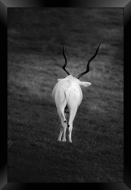 white goat with wavy horns Framed Print by Ilona Manerske