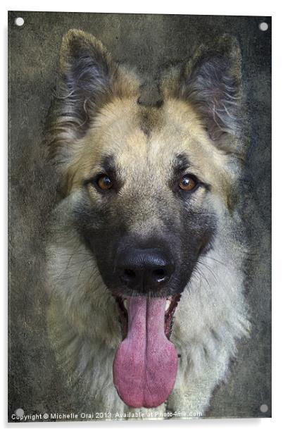German Shepherd Dog Acrylic by Michelle Orai