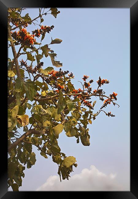 Orange blossom of Mahuva Kesuda Framed Print by Arfabita  