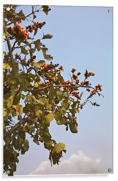 Orange blossom of Mahuva Kesuda Acrylic by Arfabita  