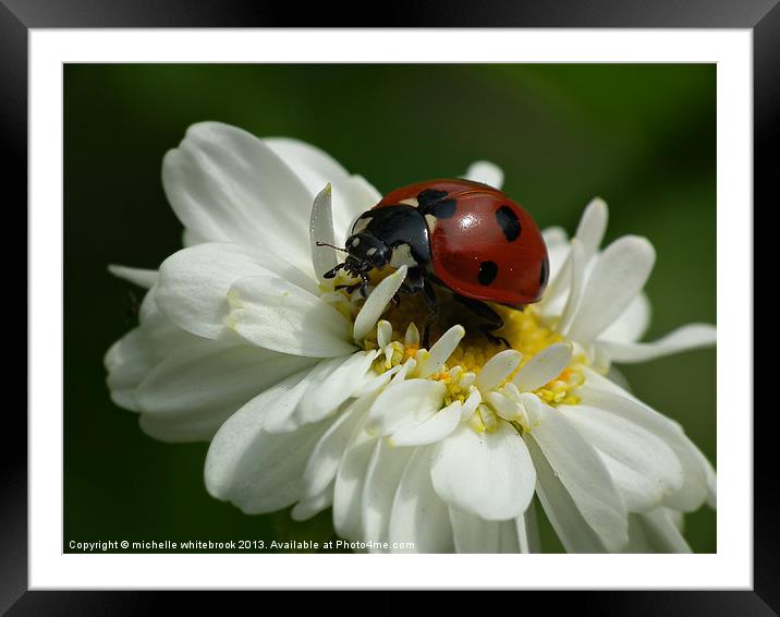 Ladybug Framed Mounted Print by michelle whitebrook