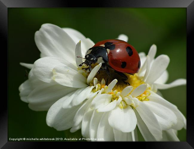 Ladybug Framed Print by michelle whitebrook