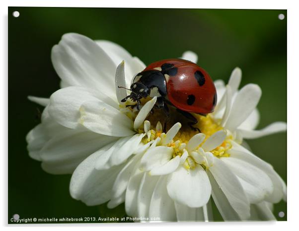 Ladybug Acrylic by michelle whitebrook