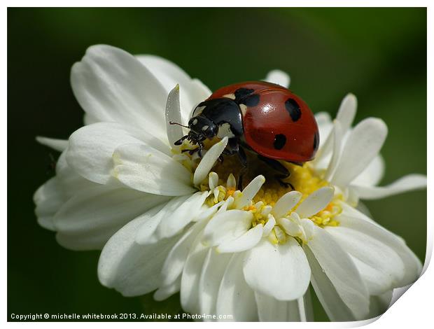 Ladybug Print by michelle whitebrook