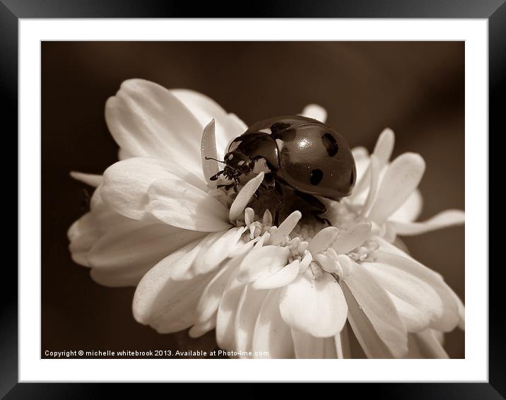 Sepia Ladybug Framed Mounted Print by michelle whitebrook