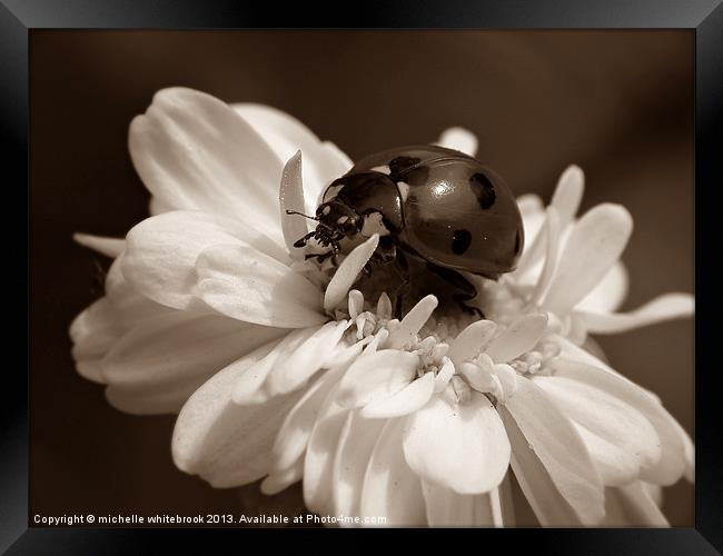 Sepia Ladybug Framed Print by michelle whitebrook