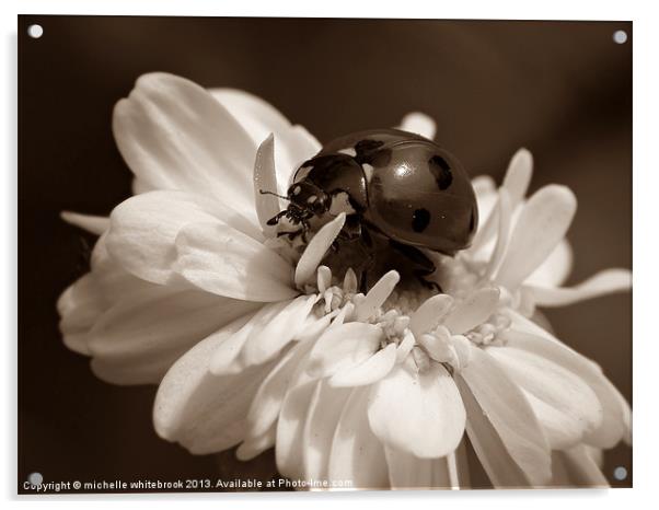 Sepia Ladybug Acrylic by michelle whitebrook
