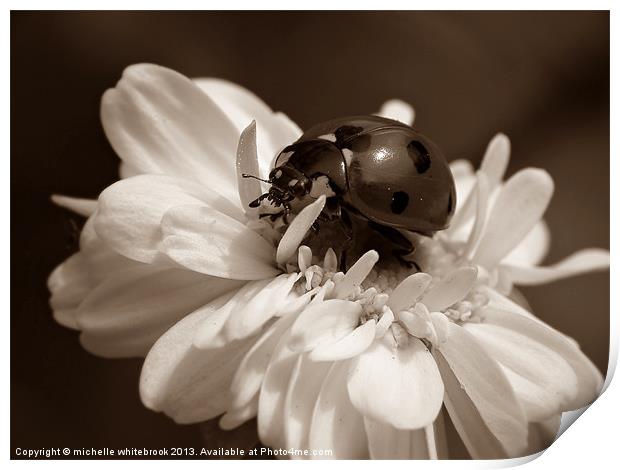 Sepia Ladybug Print by michelle whitebrook