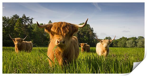 Highland Cattle Print by Simon Wrigglesworth