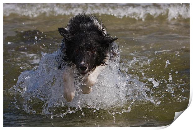 Sea dog Print by Thomas Schaeffer