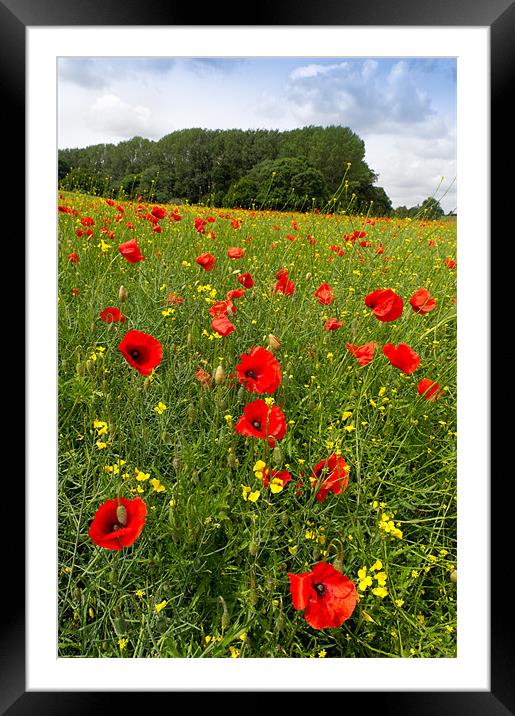 Poppies in field Framed Mounted Print by Gary Eason