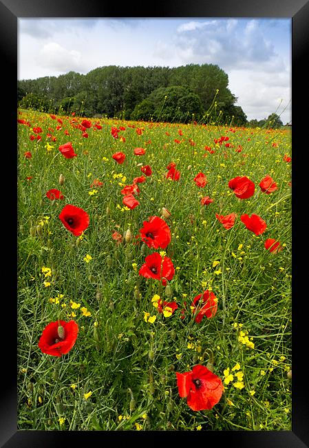 Poppies in field Framed Print by Gary Eason