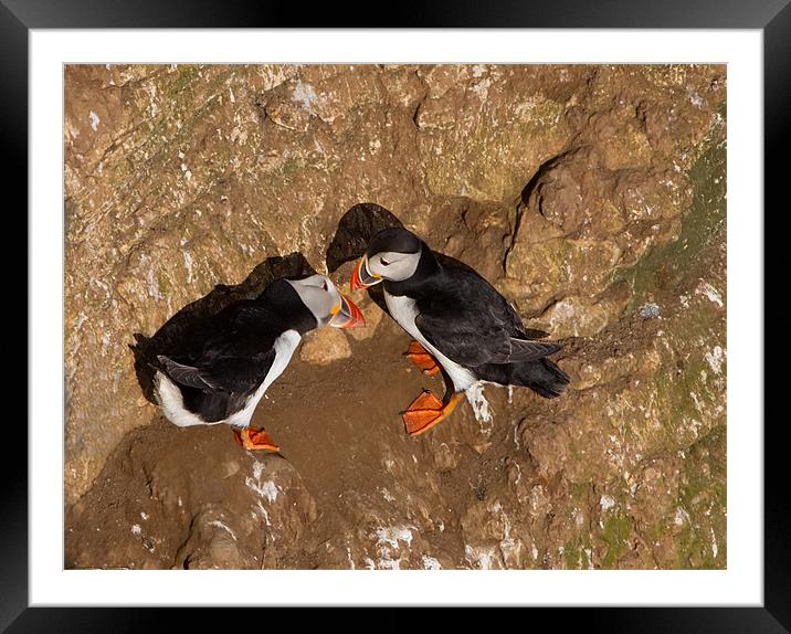 Love on the Rocks. Framed Mounted Print by Don Davis