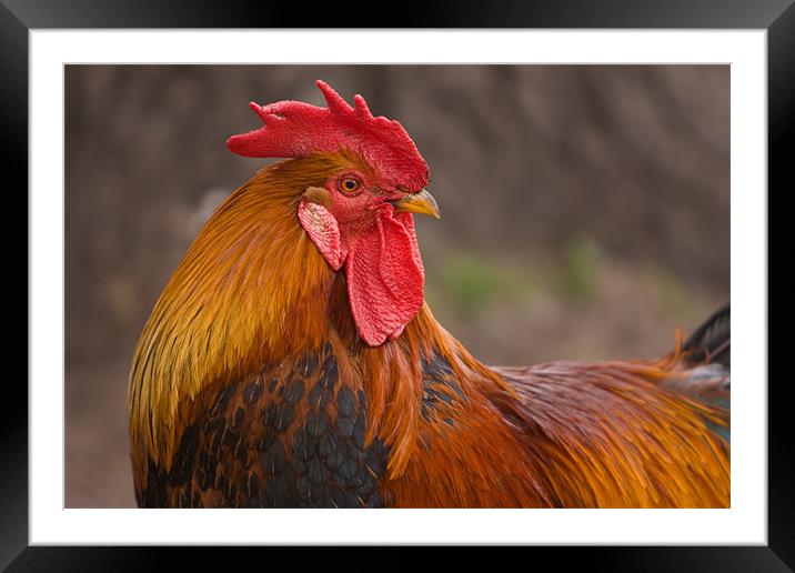 Rooster Framed Mounted Print by Thomas Schaeffer